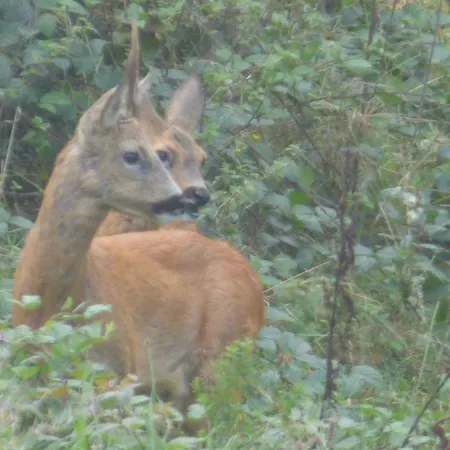 Maison De Tatie Luttenbach-près-Munster